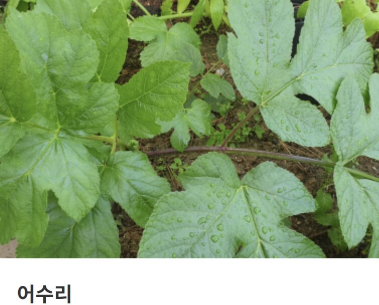 홍천 산나물축제 2026