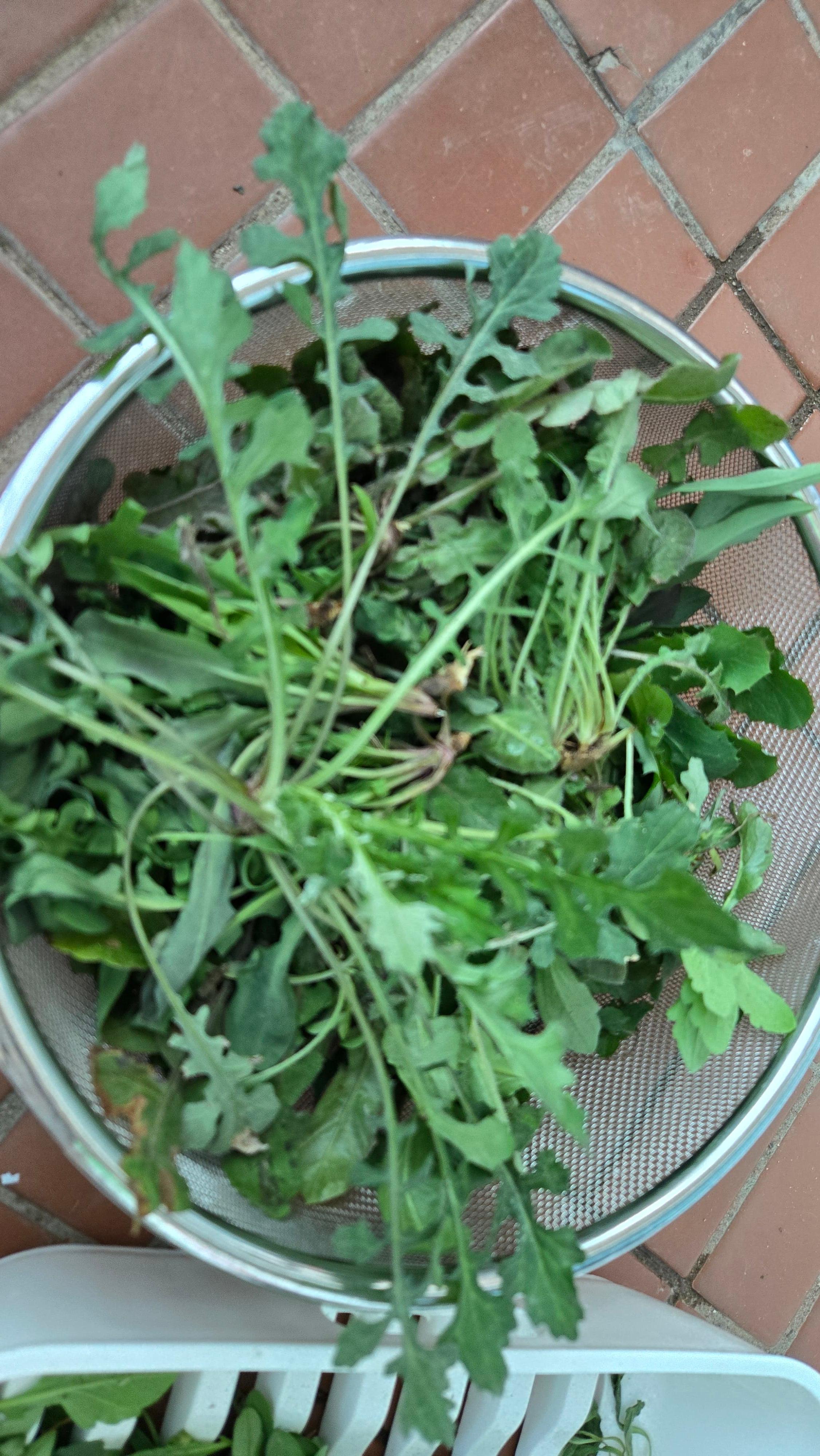 지칭개는 국화과 식물로 우리나라 산과 들에서 흔히 자라는 봄나물