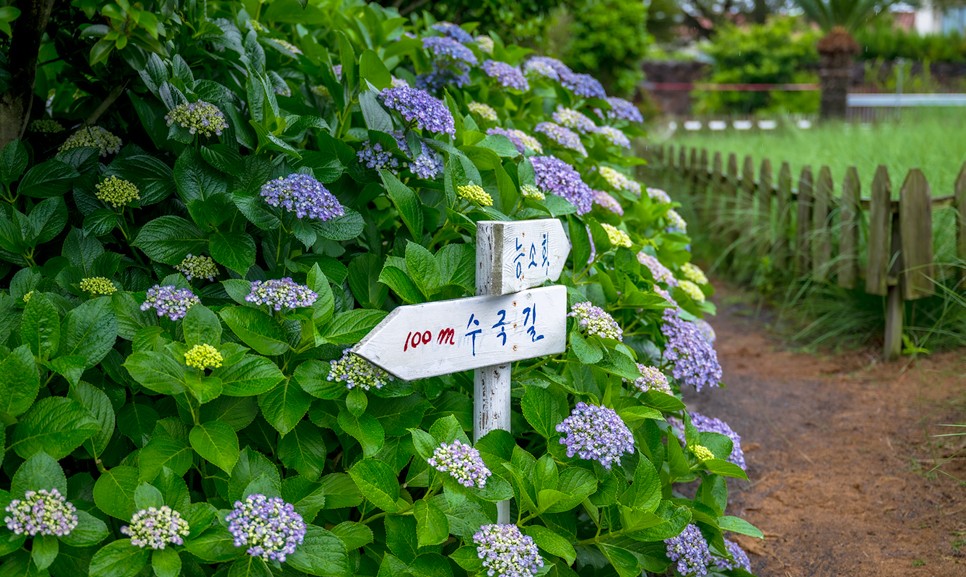 제주 마노르블랑 수국축제