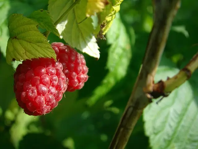berries-758700_640