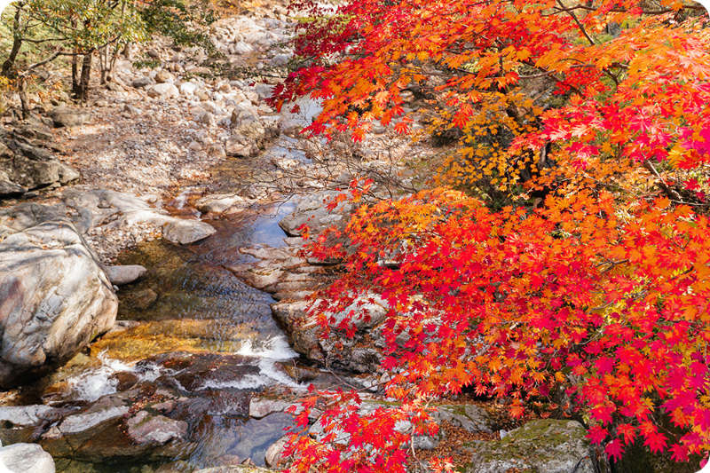 지리산 피아골 단풍축제 단풍절정시기 이미지/출처: 구례군청 홈페이지