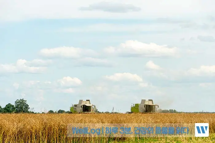 파로 효소 효능, 먹는 법