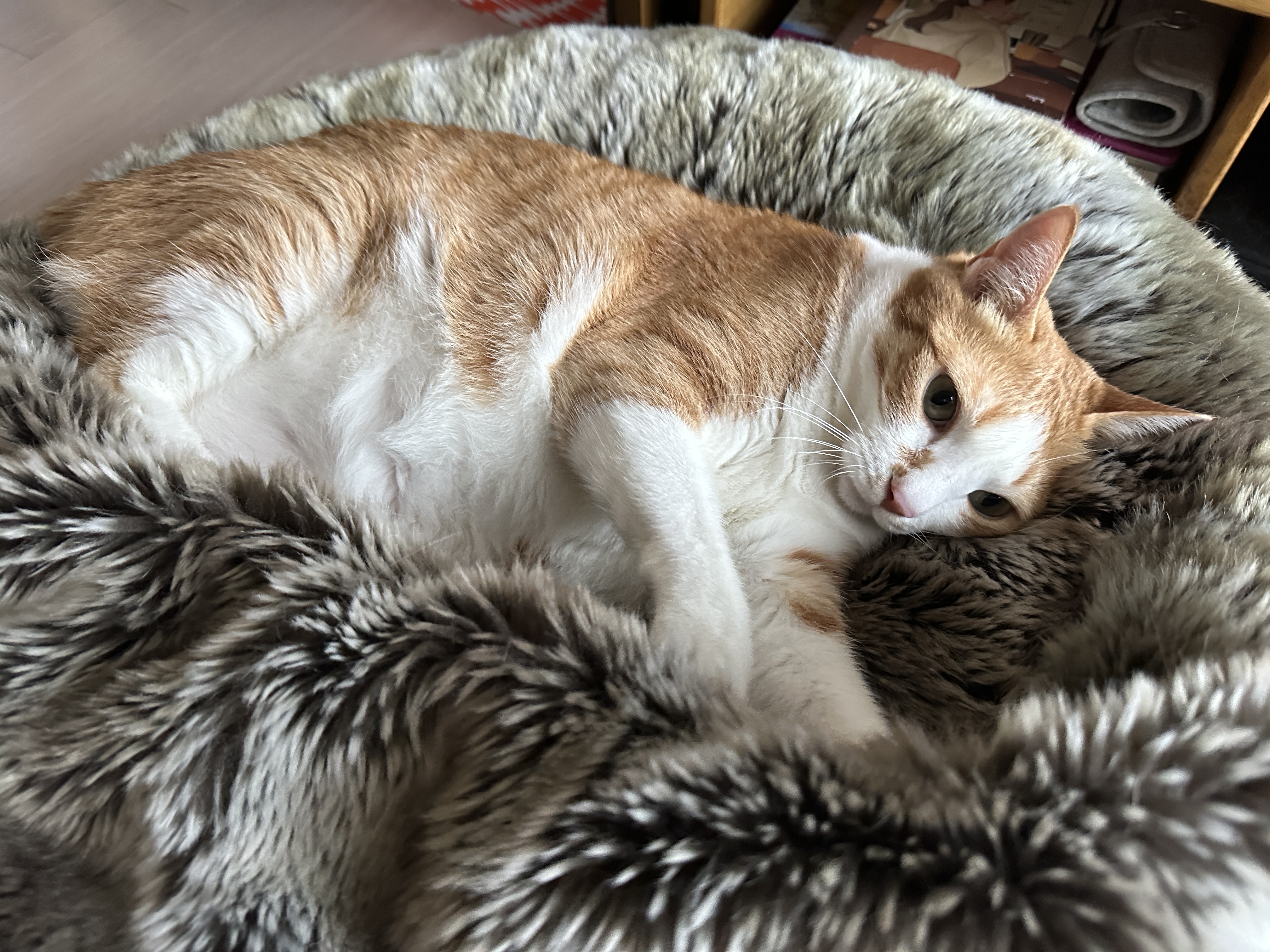 터래기_방석에서_파워_꾹꾹이중인_호야