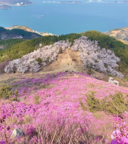 진달래꽃명소