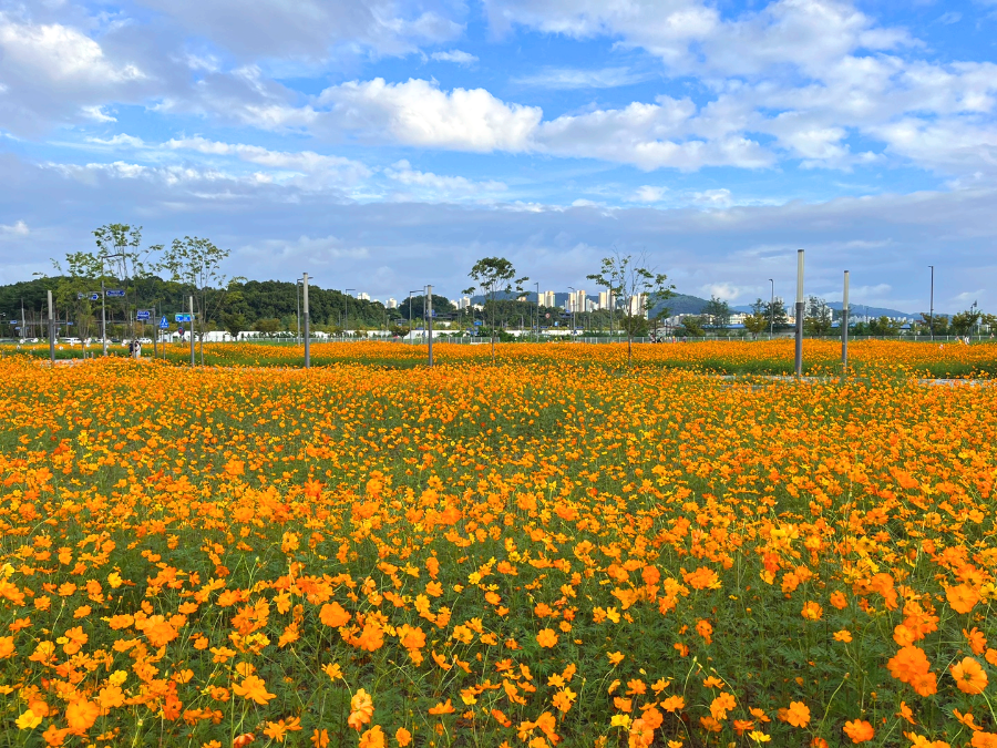 세종시 나성동 코스모스 꽃밭