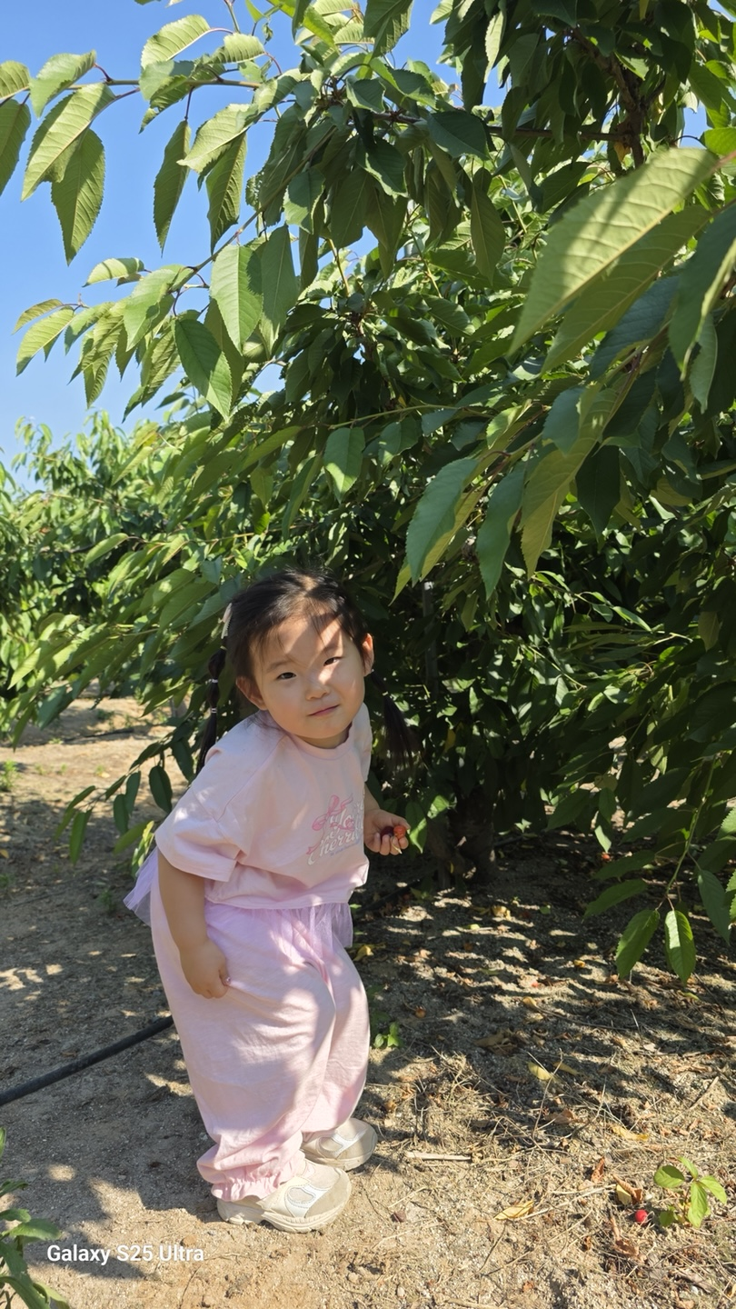 약산 체리농원 아이와 체리따기 체험 후기