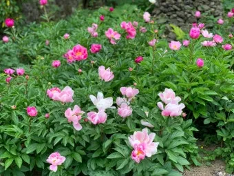 산길에서 만난 5월의 꽃 엉겅퀴 감나무꽃 고욤나무꽃 멍석딸기꽃 오디 뱀딸기 인동덩굴_21