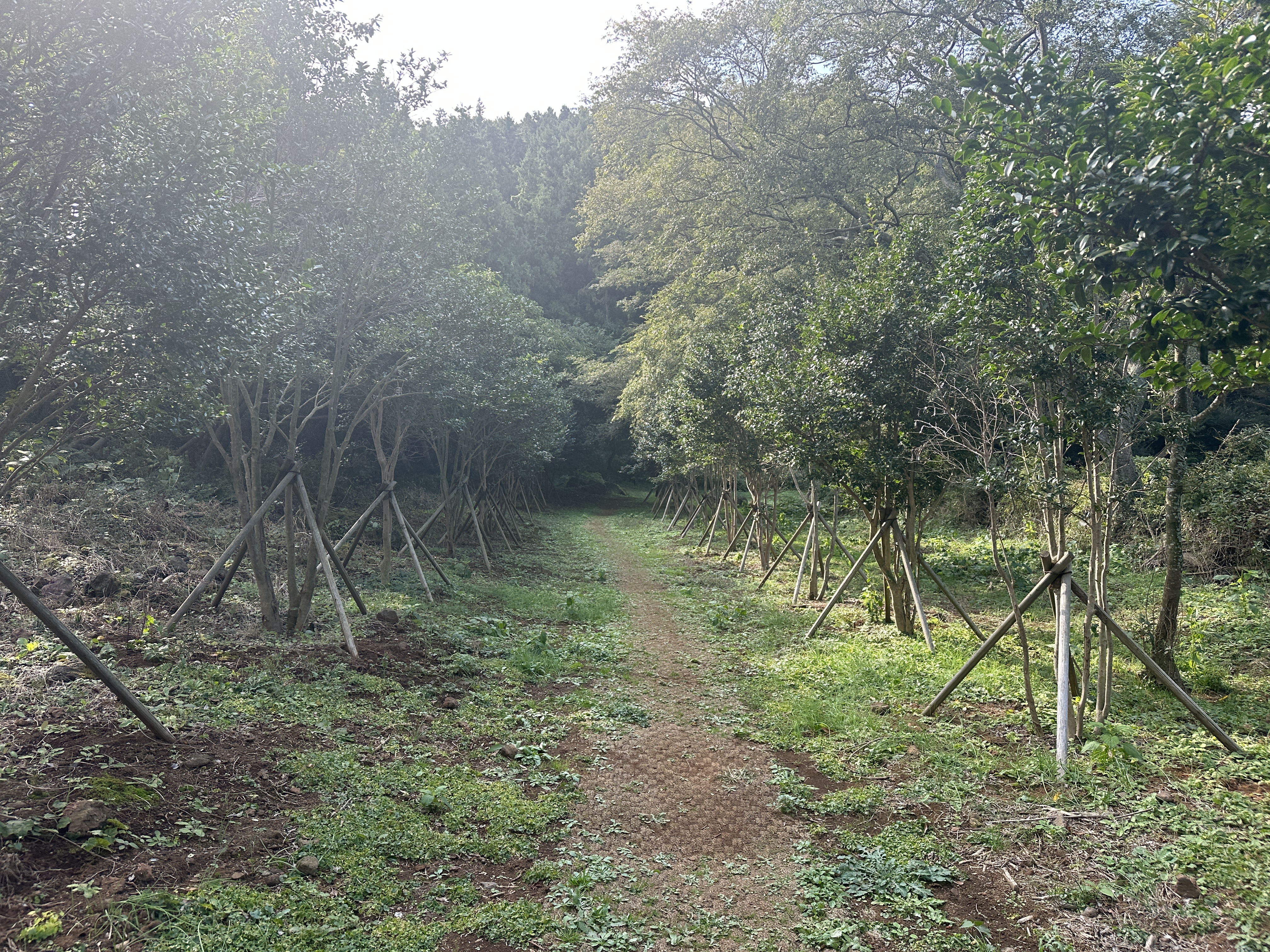 안세미 오름 둘레길