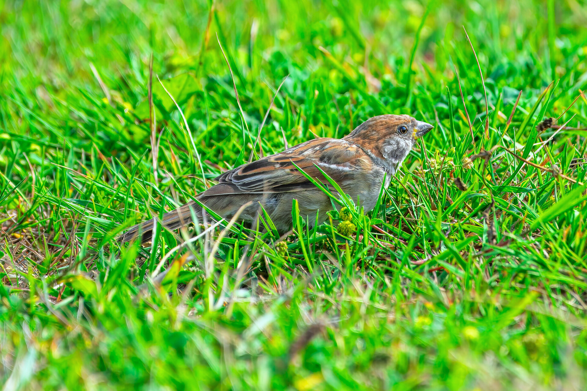 성북구 참새 관련 사진