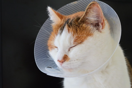 엘리자베스 컬러를 한 고양이.