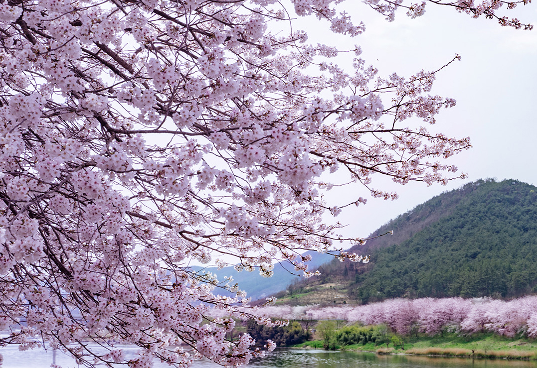 구례 300리 벚꽃 축제