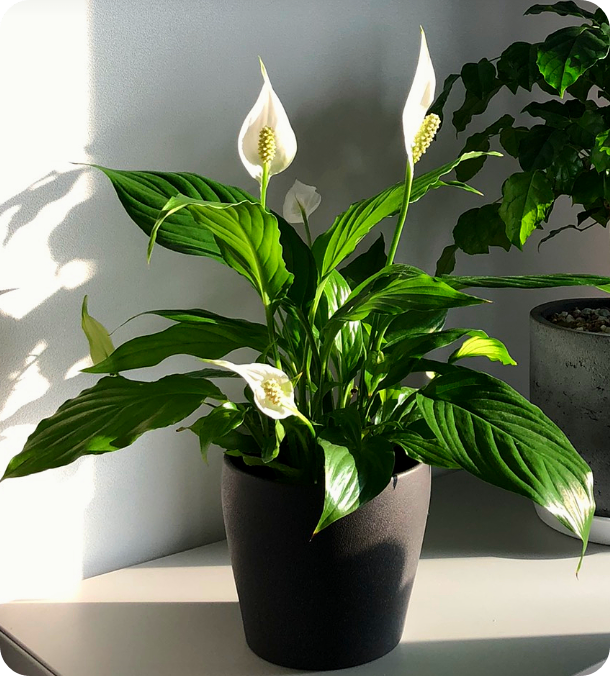 미세먼지를 없애는 실내 공기 정화 식물 BEST 7