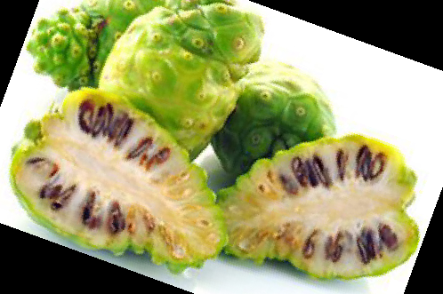 노니 효능 부작용 주스 복용법