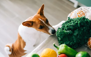 강아지/출처:어도비스톡