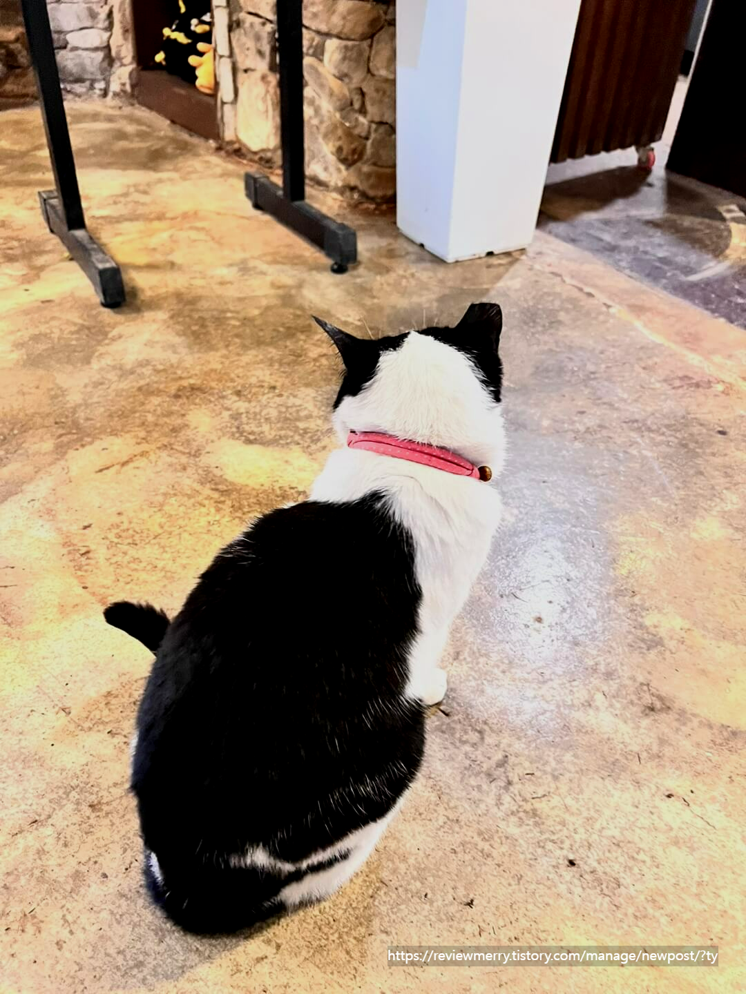 검은고양이 사진