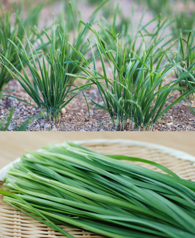 부추 – 더위에 강한 다년생 작물