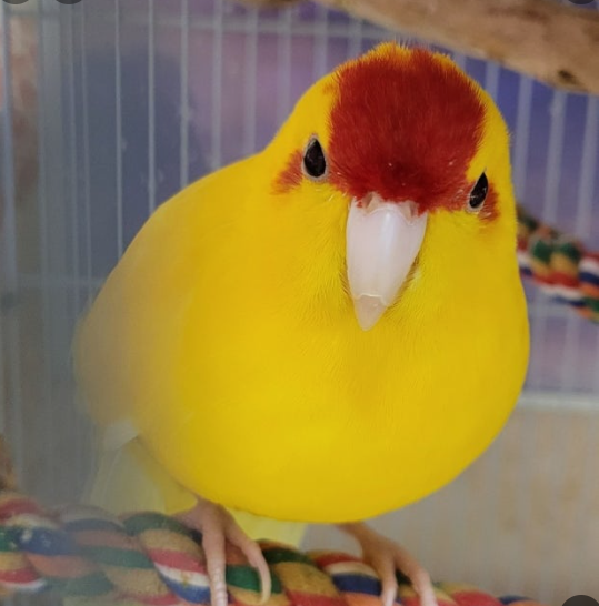 카카리키