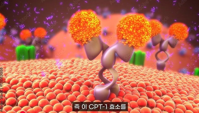 3개월에 -9kg, 적게 먹고 운동하기 아닙니다...이 스위치를 켜야 ( 홍슐린채널 영상 캡처 )