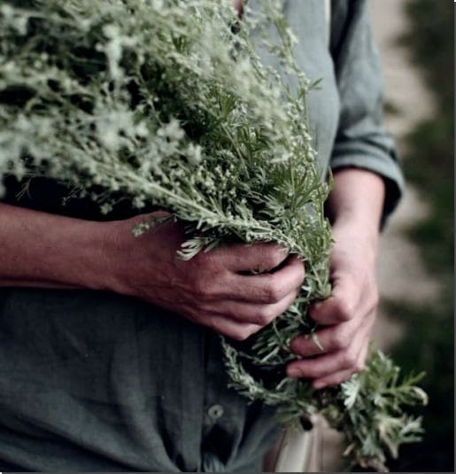 약초로 쓰기위해 인진쑥을 채취한 노인