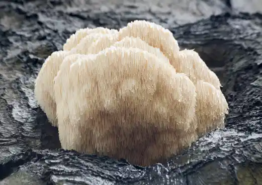 노루궁뎅이버섯 효능 및 영양성분