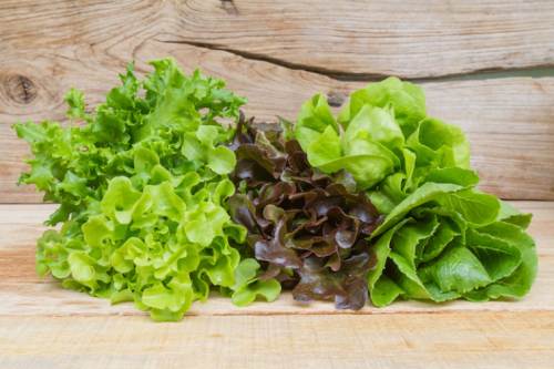 플라스틱-통-냄새-제거-상추