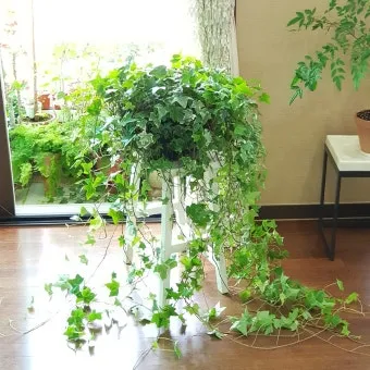 아이비 물주기 수경재배 삽목번식 빛관리 초보도 금방 성공_6