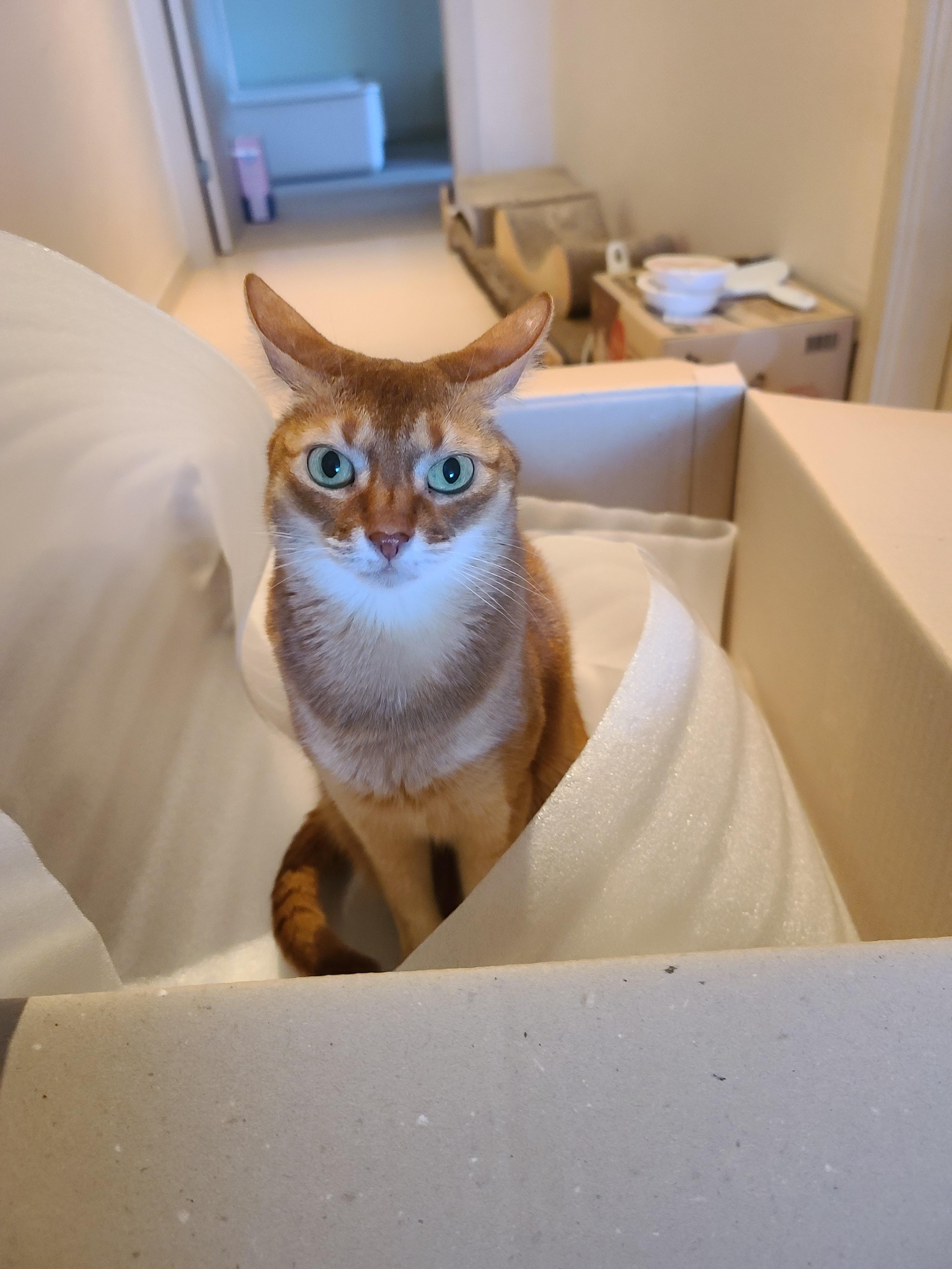 냥냥이들의 캣워크, 캣볼을 달았다. (내돈내산,스압주의)