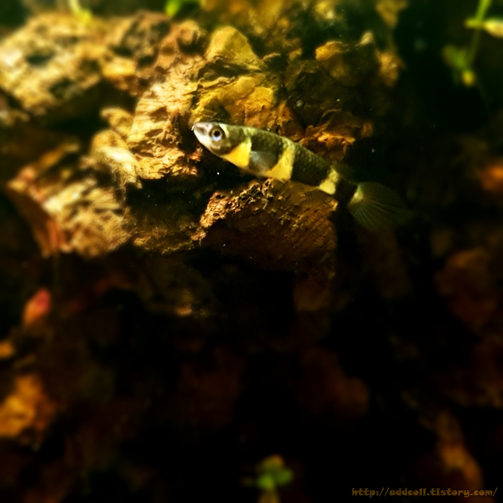 크라운킬리피쉬