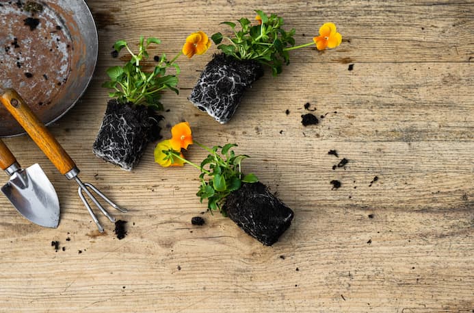 봄철 식물 번식 방법 – 가지치기와 삽목으로 식물 늘리기