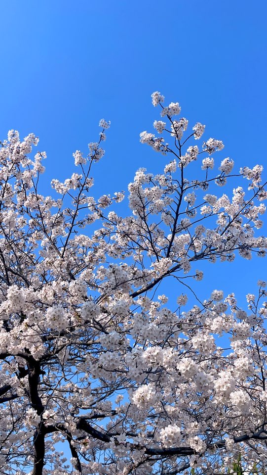 군항제