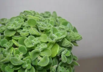 장미 삽목하는 방법 집에서 쉽게 번식하는 팁_23