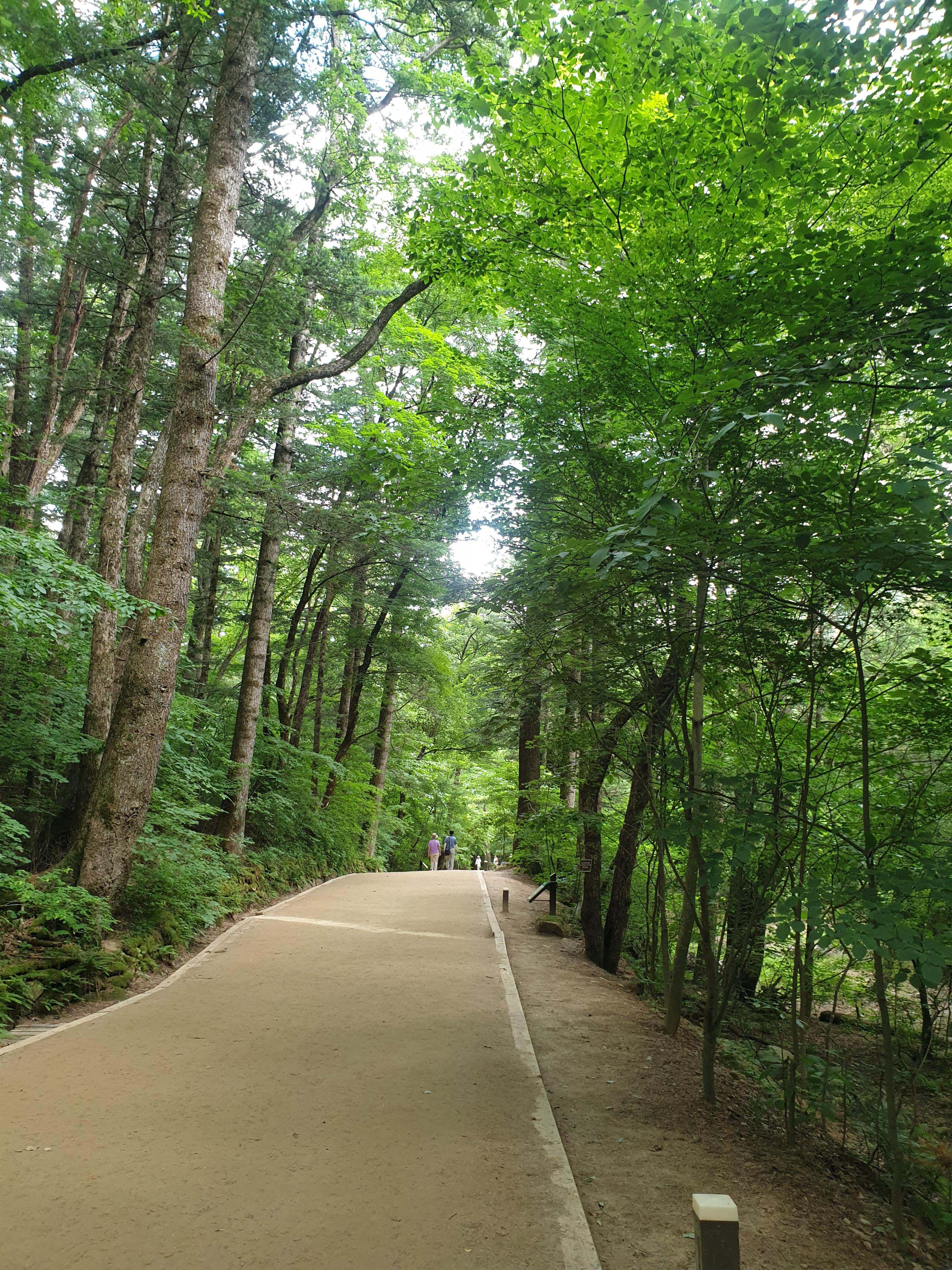 월정사 전나무숲