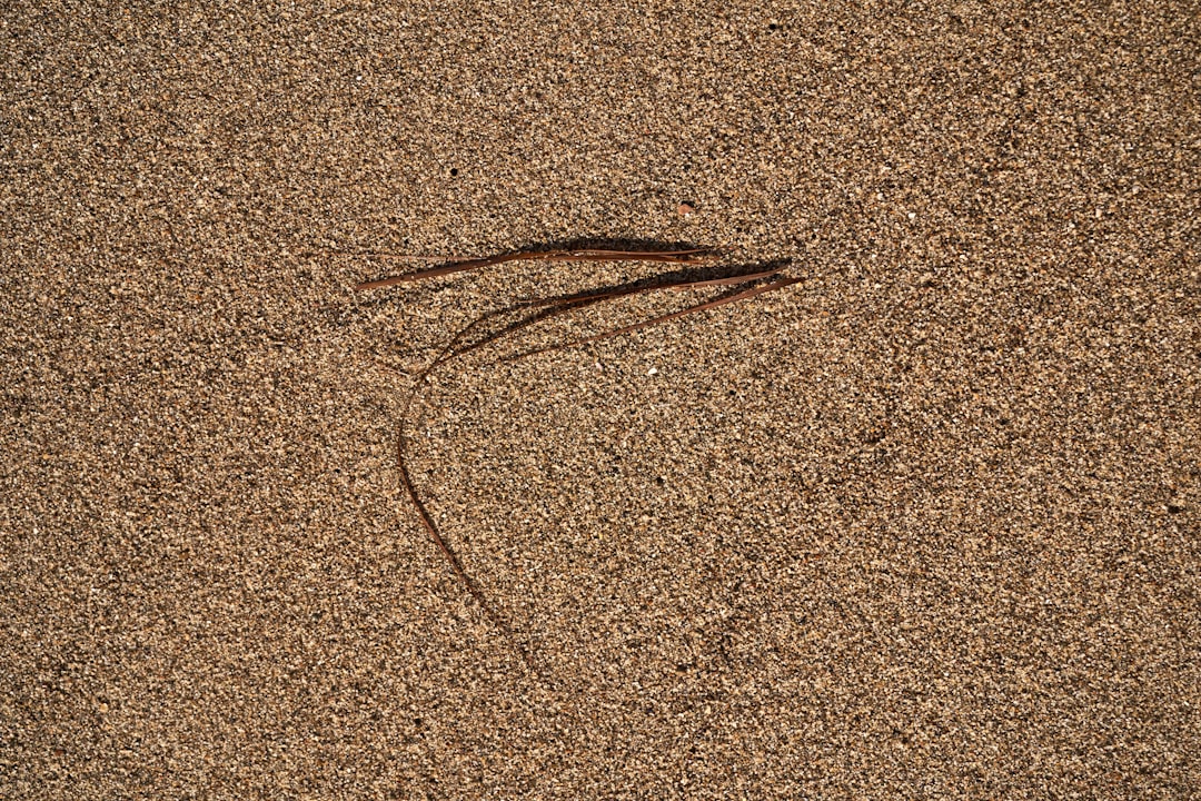 Scalp