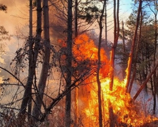 경북 산불 재난지원금