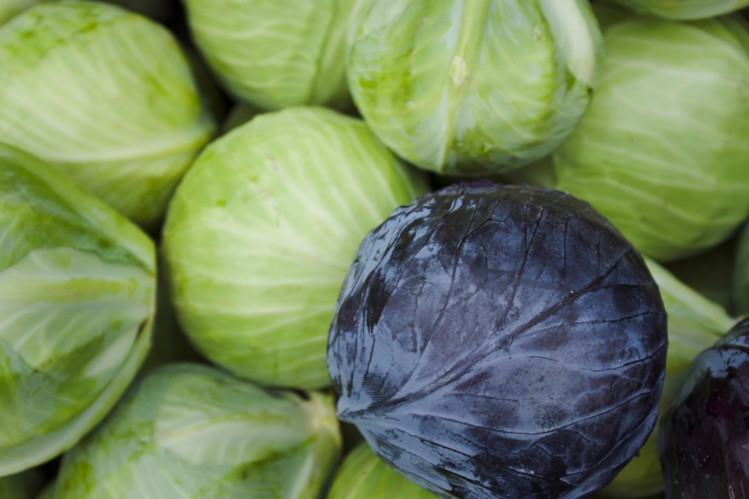 Cabbage