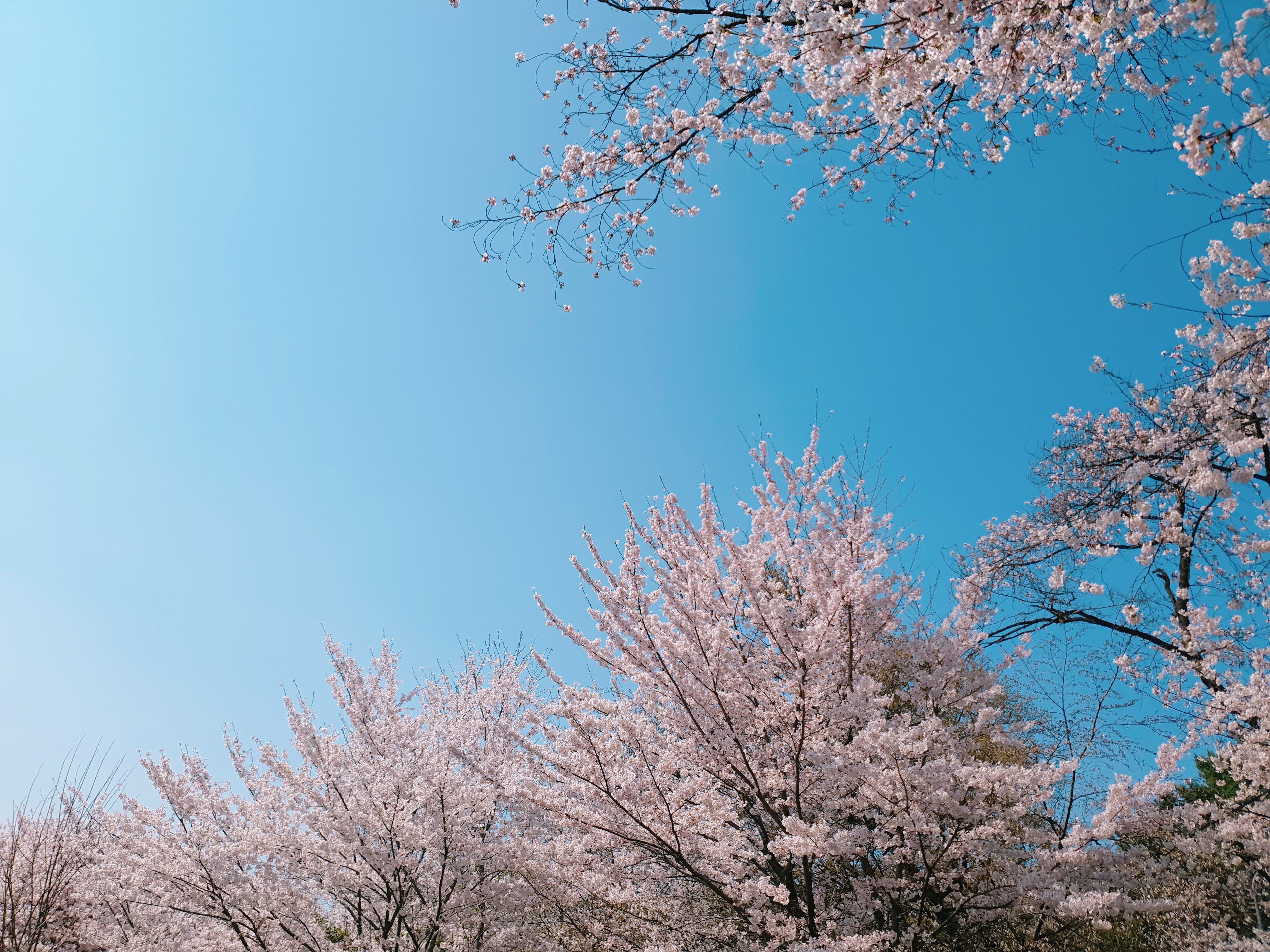 제주공항 가까운 벚꽃명소