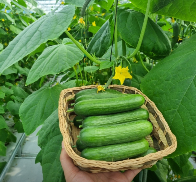 호평농장 미니오이