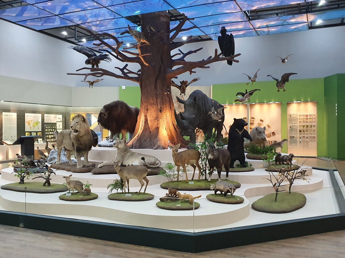 목포자연사박물관