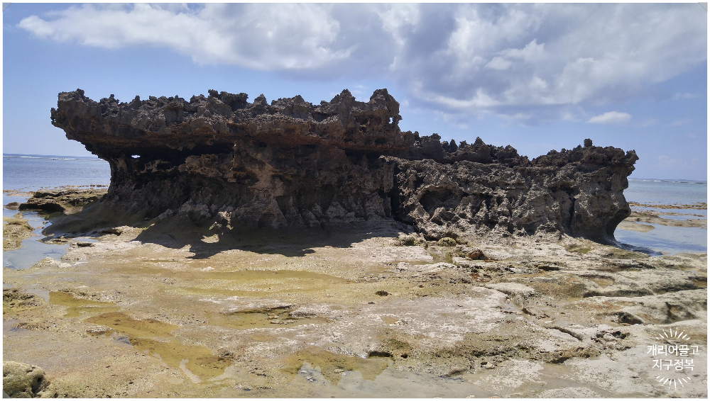 오키나와 소라게