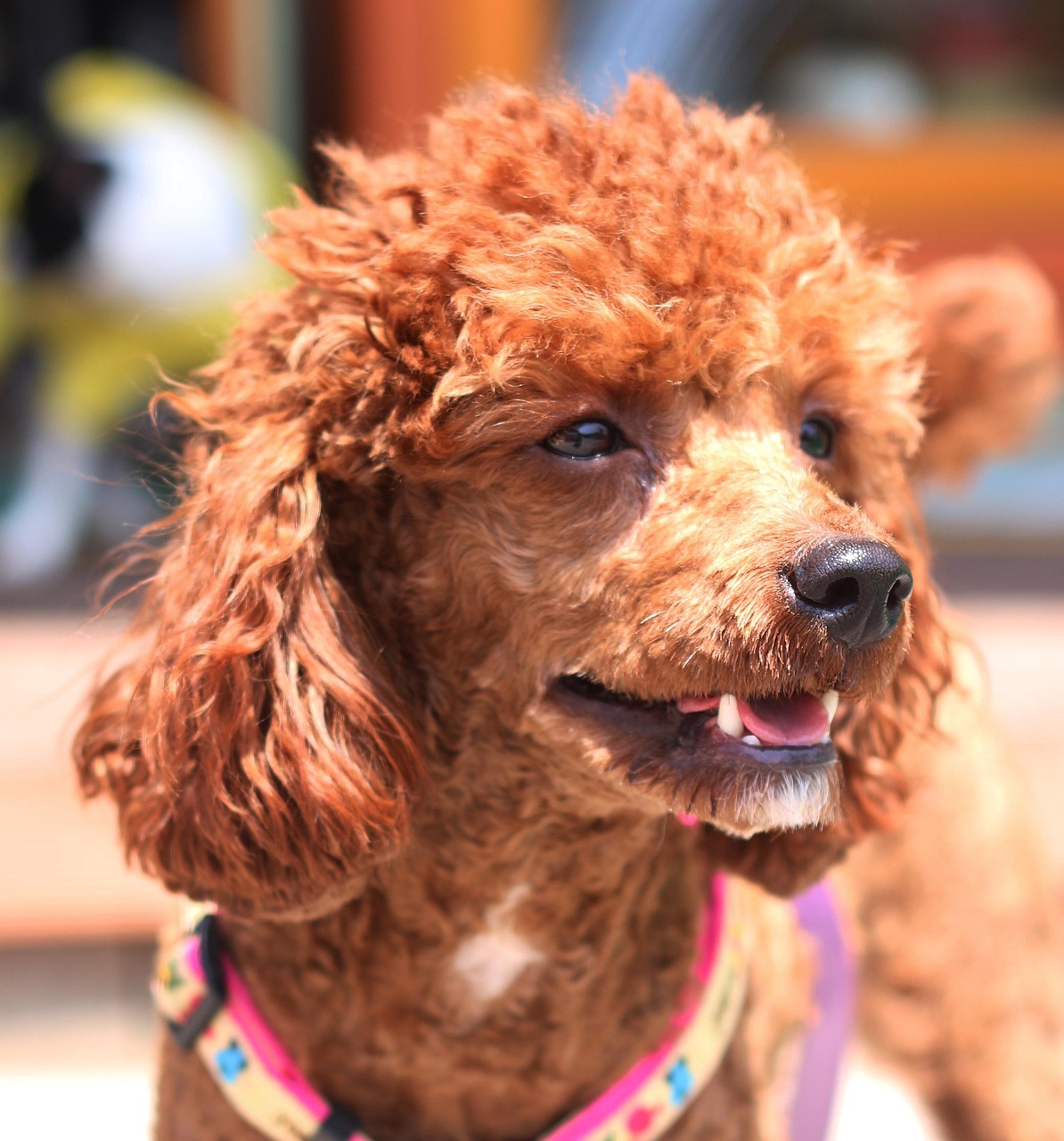 애견 미용의 모든 사진