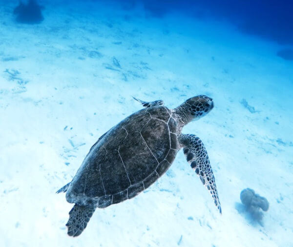 무늬가있는-거북이