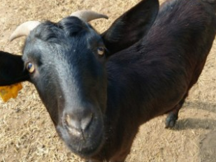 흑염소 진액 부작용