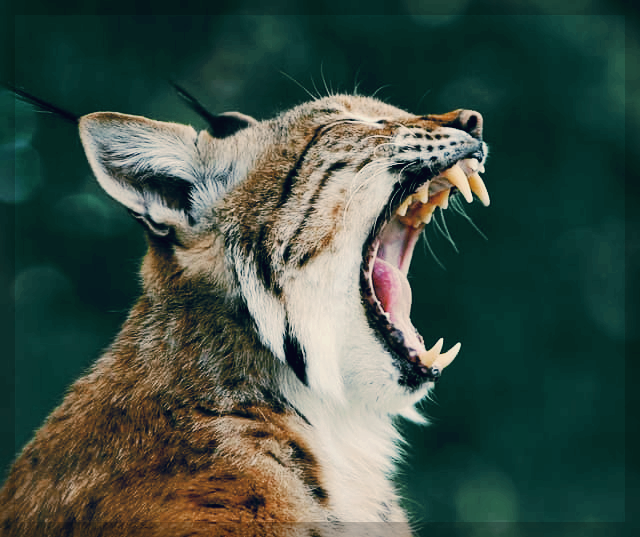 인후염으로 괴로운 삵