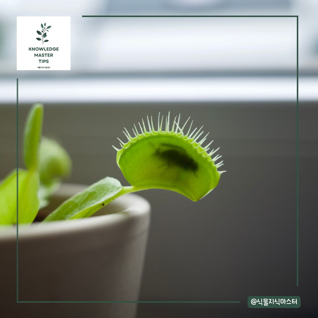 파리지옥이 먹이 없이 살 수 있을까요?