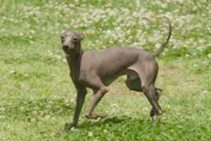 개