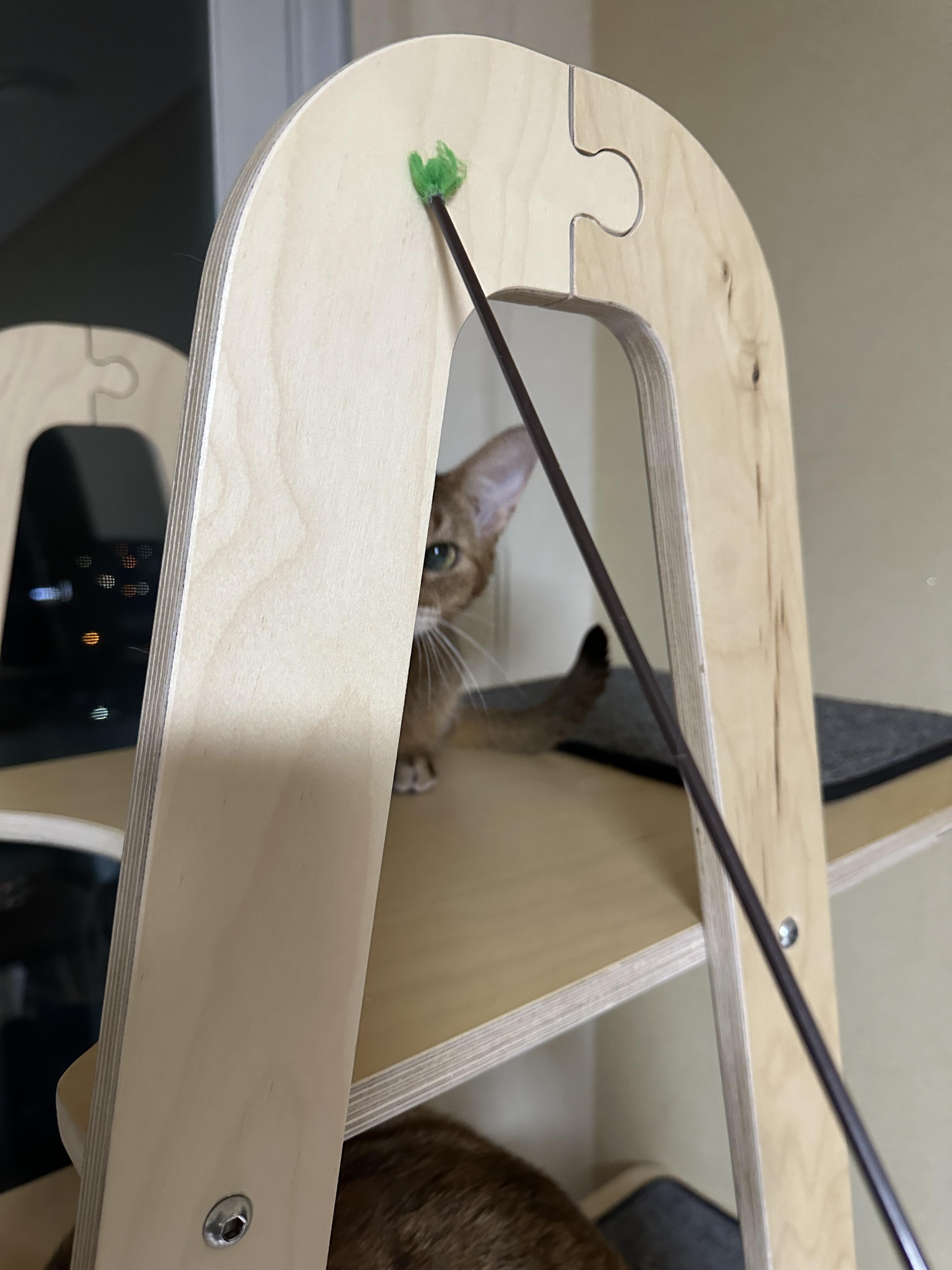 한마리의 아기맹수가 되어버린 아비시니안 루디 (feat.루디는 사냥중)