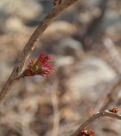 쉬땅나무 겨울눈