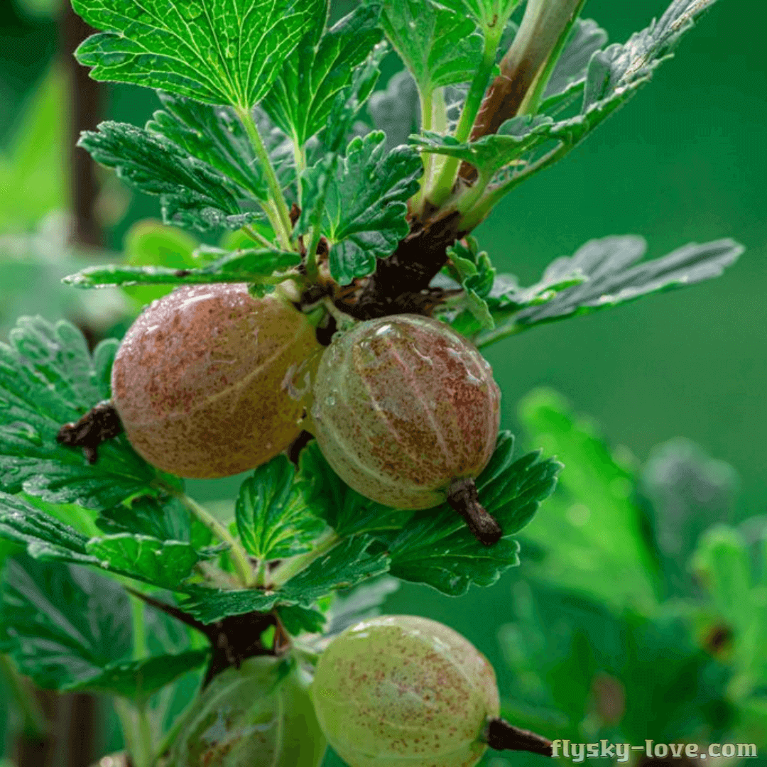 새콤달콤 구스베리