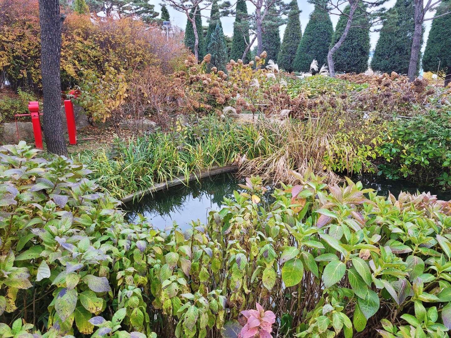 마호가니 작은 연못