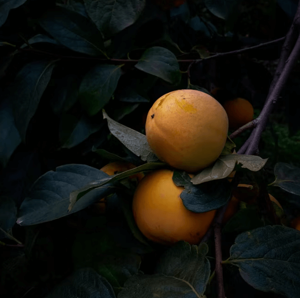 가을 제철 &#39;배&#39;의 놀라운 효능과 완벽하게 고르는 꿀팁